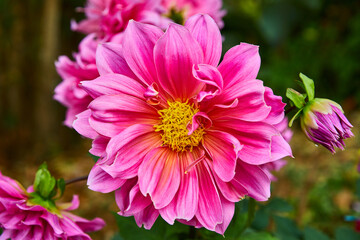 Obraz premium Flower Ancestral Rose has has blossom in the middle of garden in close up shot.