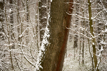 zimowe drzewa  © Marcin Łazarczyk