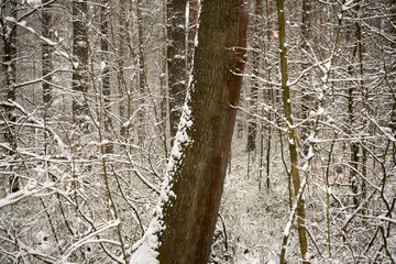 zimowe drzewa 