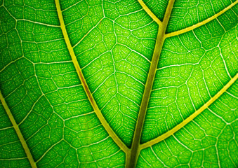 Marco green leaf with visible cells