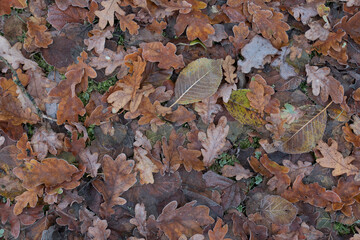 Herbstlaub