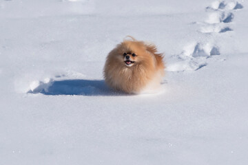 Closeup shot of a cute fluffy Pomeranian dog resting on the snow in sunlight