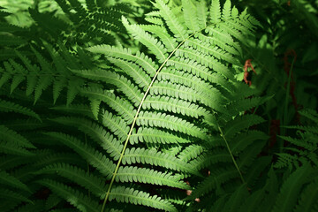 Fern leaf.  Common bracken (lat. Pteridium aquilinum) is a perennial herbaceous fern of the Dennstaedtia family (Dennstaedtiaceae). 