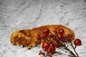 A Golden English Cocker Spaniel puppy sleeping on the white blanket. Very cute puppy lying and sleeping with christmas balls white background.
