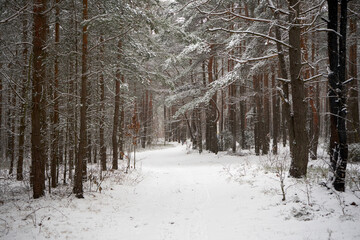 leśna zimowa ścieżka