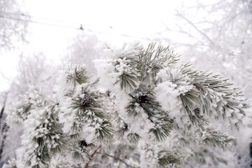 Frosted spruce branch in the city park