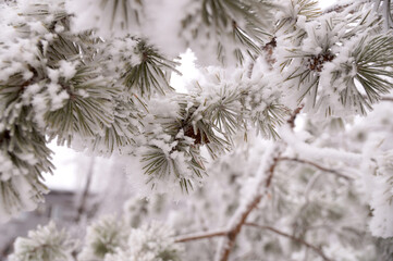 Frosted spruce branch in the city park