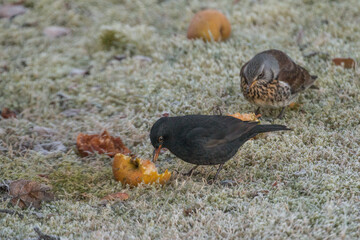 Vogel im frostigen Gras