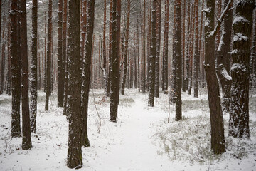 leśna zimowa ścieżka © Marcin Łazarczyk