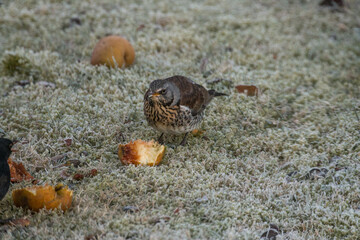 Vogel im frostigen Gras