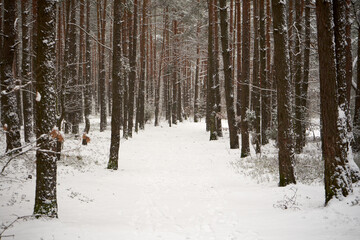 leśna zimowa ścieżka © Marcin Łazarczyk