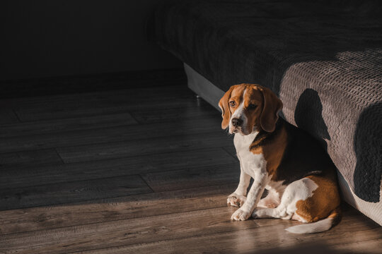 The beagle dog is sitting on the floor in the house, looking at the camera. Sunlight illuminates the room.