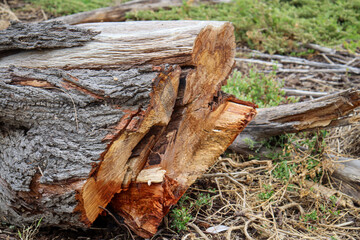 chopped tree trunk lying on the ground