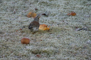 Vogel im frostigen Gras