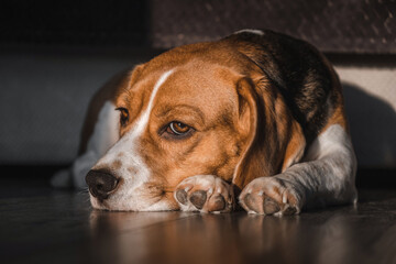 beagle dog lies on the floor in the house, muzzle on the floor, sad, bored look