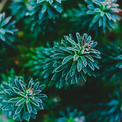 background with flowers succulents
