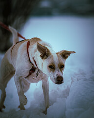 Vertical shot of a dingo dog on a leash, outdoors walking on snow