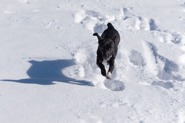 Selective focus shot of a black puppy playing on the snow