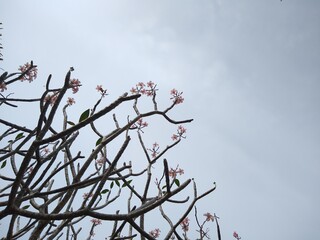Red frangipani Plants (Plumeria rubra) against the sky