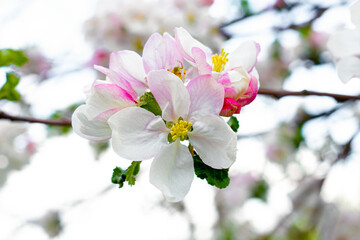 Apple blossoms, apple blossoms on a light background