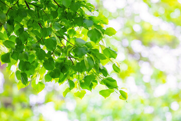 Linden branch with young fresh green leaves