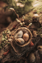 Naklejka na ściany i meble Easter composition of small eggs in a nest with a soft light in the forest