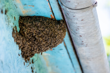 Swallow's nest under the roof of a country house