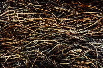 Dry grass in ice crystals on a sunny day. The first frosts occur in the fall season. Flat lay of the frame. Template for the designer