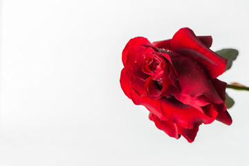 Red roses on a white background top view. A fresh bright bouquet with drops of dew. Happy Valentine's Day, Happy Mother's Day. The concept of a Birthday, Anniversary, wedding. Isolated, copy space