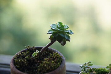 Beautiful succulent echeveria plant in a clay pot on a windowsill