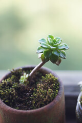 Beautiful succulent echeveria plantsin a clay pot on a windowsill