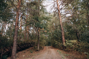 summer road in the pine forest