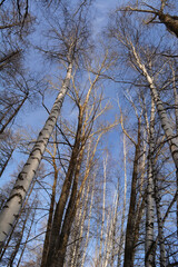 View from below on tall birch and poplar trees in spring sunny day. Bare trees against blue sky.