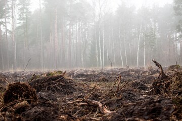 Deforested area 

