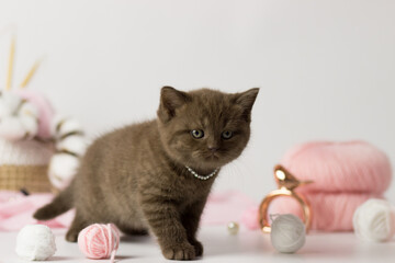 Cute kitten with a ball of yarn. British shorthair yang cat