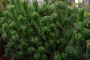 Pine Bush up close Pacific Northwest 
