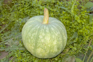 Autumnal harvest of pumpkin