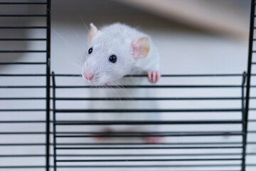 A decorative grey rat looks out of the cage. Macro shot of a rat's face. A pretty face with a long mustache and a pink nose. Expressive black beady eyes.