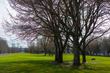 Obraz premium Cherry blossom tree in park