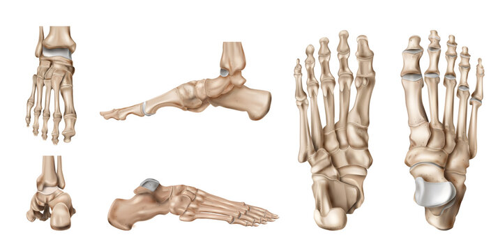 Foot Bones Anatomy Set