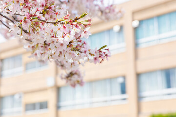 校舎背景の桜　スローズアップ