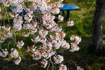 公園の桜クローズアップ俯瞰　背景ボケ