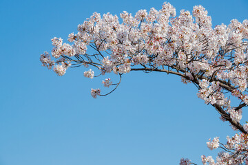 桜と青空
