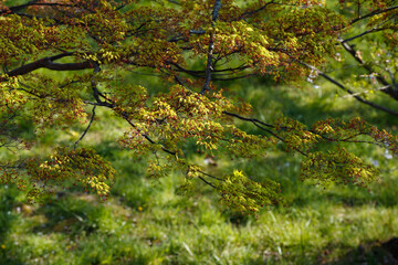 公園の紅葉の新芽　俯瞰