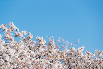 桜と青空