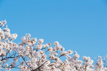 桜と青空