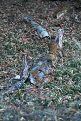 Starting of the trails