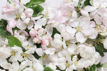 Flat lay of white apple blossom flowers - life flower wall. Spring, nature concept. Top view
