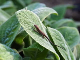  カナヘビ Takydromus tachydromoides
