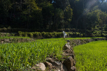 green wheat plants picture on sunny day in winter